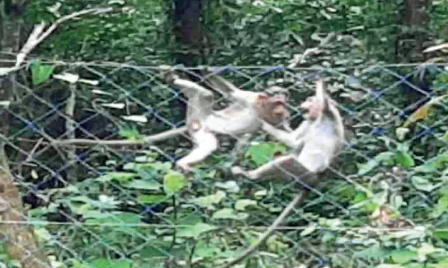Monkey harassment is severe in Ottapalam
