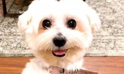 പ​ത്തു ദി​വ​സ​ത്തി​നു ശേ​ഷം പെ​റ്റി​നെ കി​ട്ടി; പ്ര​തി​ഫ​ല​ത്തു​ക അ​റ​ബ്​ വം​ശ​ജ​ന്​