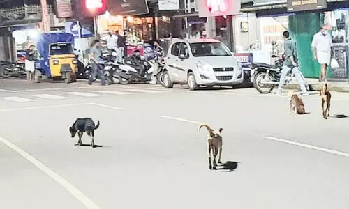 ​​വൈ​ത്തി​രിയിൽ ഭീതിപരത്തി തെരുവ്​ നായ്​ക്കൾ