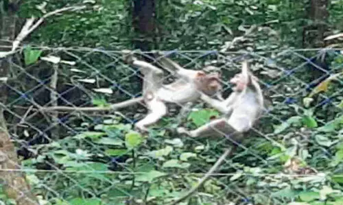 Monkey harassment is severe in Ottapalam