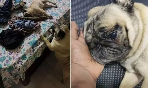 നായയെ കൊന്നത് പൊലീസ് സമ്മതിച്ചില്ല; വീട്ടിലെ ഫ്രീസറിൽ ജഡം സൂക്ഷിച്ചു, പോസ്റ്റ് മോർട്ടം നടത്തി