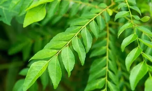 Curry Leaves