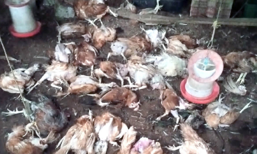 അ​ജ്ഞാ​ത ജീ​വി​യു​ടെ ക​ടി​യേ​റ്റ് 60 കോ​ഴി​ക​ള്‍ ച​ത്ത നി​ല​യി​ല്‍