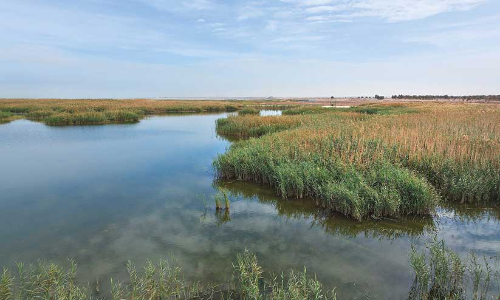 കു​വൈ​ത്തി​ൽ കൂടുതൽ നാച്വറൽ റിസർവ്​ സ്ഥാപിക്കാൻ ആലോചന
