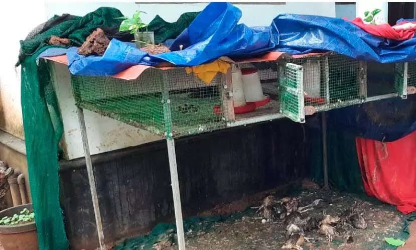 നിർധന കുടുംബത്തിെൻറ ഉപജീവനമാർഗമായിരുന്ന നൂറോളം കാടകളെ കവർന്നു നിർധന കുടുംബത്തിെൻറ ഉപജീവനമാർഗമായിരുന്ന നൂറോളം കാടകളെ കവർന്നു