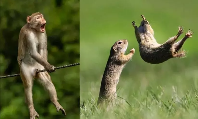 Comedy Wildlife Photography