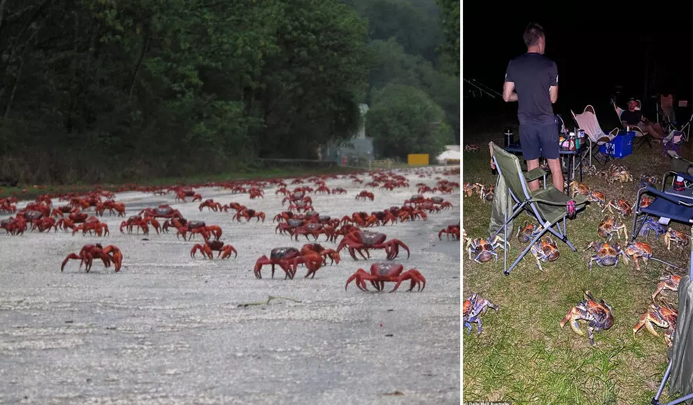 ഒരുത്തനും പുറത്തിറങ്ങണ്ട; ആസ്​ട്രേലിയൻ ദ്വീപിൽ ലോക്​ഡൗൺ പ്രഖ്യാപിച്ച്​ ഞണ്ടുകൾ -വിഡിയോ കാണാം