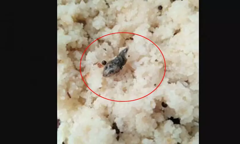 ഉപ്പുമാവിൽ ചത്ത പാമ്പ്; 56 ഹോസ്റ്റൽ വിദ്യാർഥികൾ ചികിത്സയിൽ ഉപ്പുമാവിൽ ചത്ത പാമ്പ്; 56 ഹോസ്റ്റൽ വിദ്യാർഥികൾ ചികിത്സയിൽ