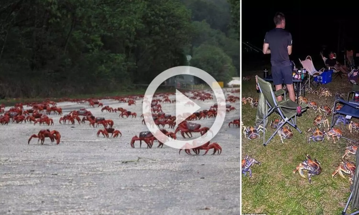 ആസ്​ട്രേലിയൻ ദ്വീപിൽ ലോക്​ഡൗൺ പ്രഖ്യാപിച്ച്​ ഞണ്ടുകൾ