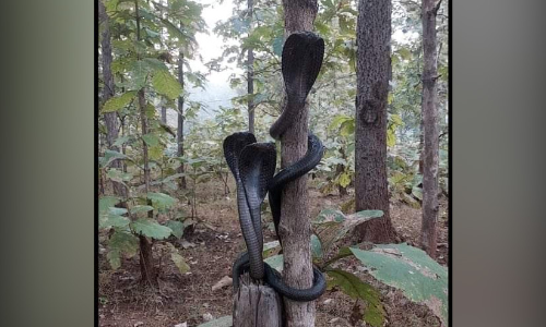 കാമറക്ക്​ പോസ്​ ചെയ്​ത്​ ഭീമൻ മൂർഖൻമാർ; വൈറൽ ചിത്രം പങ്കുവെച്ച്​ ഐ.എഫ്​.എസ്​ ഓഫീസർ