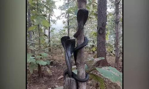 കാമറക്ക്​ പോസ്​ ചെയ്​ത്​ ഭീമൻ മൂർഖൻമാർ; വൈറൽ ചിത്രം പങ്കുവെച്ച്​ ഐ.എഫ്​.എസ്​ ഓഫീസർ