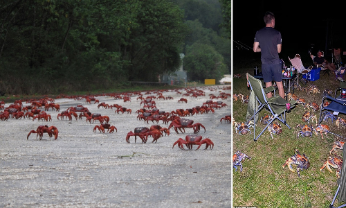 ഒരുത്തനും പുറത്തിറങ്ങണ്ട; ആസ്​ട്രേലിയൻ ദ്വീപിൽ ലോക്​ഡൗൺ പ്രഖ്യാപിച്ച്​ ഞണ്ടുകൾ -വിഡിയോ കാണാം