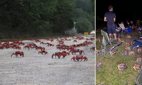 ഒരുത്തനും പുറത്തിറങ്ങണ്ട; ആസ്​ട്രേലിയൻ ദ്വീപിൽ ലോക്​ഡൗൺ പ്രഖ്യാപിച്ച്​ ഞണ്ടുകൾ -വിഡിയോ കാണാം