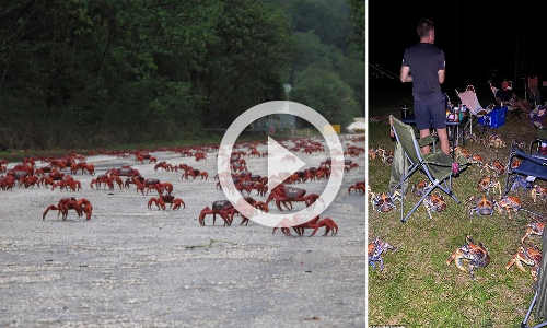 ആസ്​ട്രേലിയൻ ദ്വീപിൽ ലോക്​ഡൗൺ പ്രഖ്യാപിച്ച്​ ഞണ്ടുകൾ