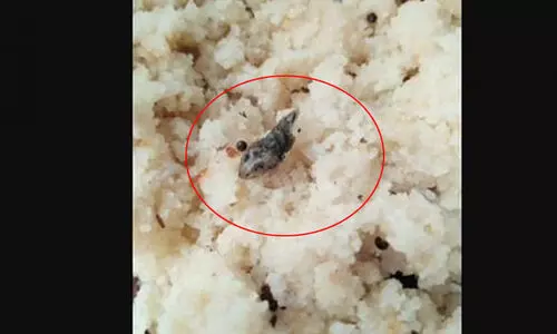 ഉപ്പുമാവിൽ ചത്ത പാമ്പ്​; 56 ഹോസ്​റ്റൽ വിദ്യാർഥികൾ ചികിത്സയിൽ