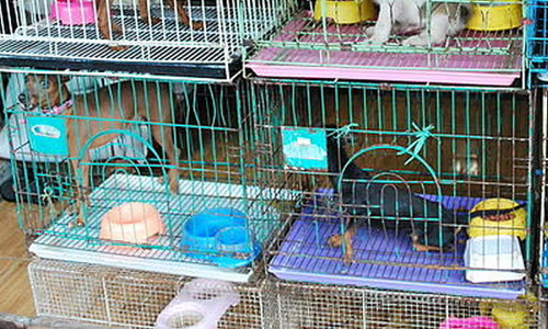 പെറ്റ് ഷോപ്പുകൾക്ക്​ ലൈസൻസ് നിർബന്ധം