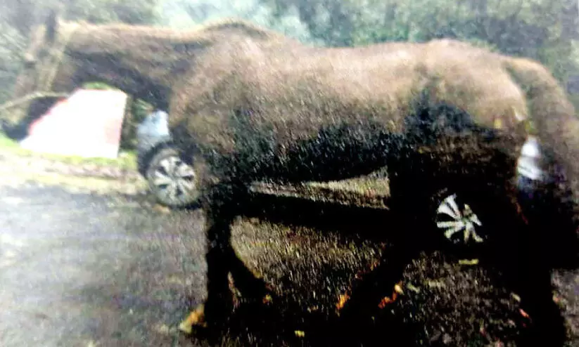 Euthanasia horse Euthanasia horse