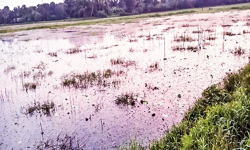 പാടത്ത് വെള്ളക്കെട്ട്; കൃഷിയിറക്കാനാകാതെ നെല്കര്ഷകര് പാടത്ത് വെള്ളക്കെട്ട്; കൃഷിയിറക്കാനാകാതെ നെല്കര്ഷകര്