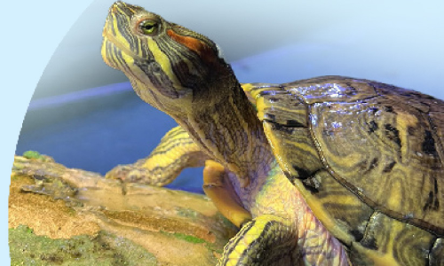 വരൂ, ആ​ഴ​ക്ക​ട​ലി​െൻറ അലങ്കാരങ്ങൾ കാണാം