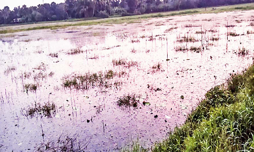 പാടത്ത് വെള്ളക്കെട്ട്; കൃഷിയിറക്കാനാകാതെ നെല്കര്ഷകര് പാടത്ത് വെള്ളക്കെട്ട്; കൃഷിയിറക്കാനാകാതെ നെല്കര്ഷകര്