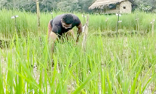 72 ഇനം നെല്‍വിത്തുകളുടെ പരീക്ഷണ കൃഷിയൊരുക്കി യുവകര്‍ഷകന്‍