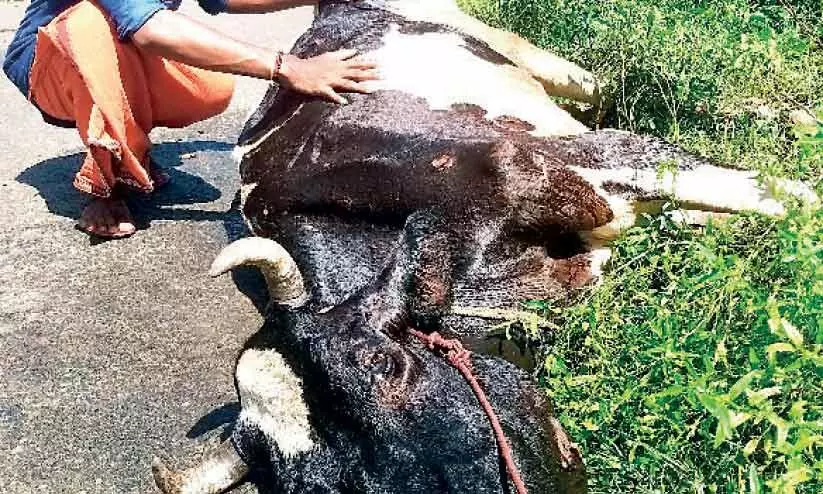 പ്രതിരോധ കുത്തിവെപ്പ് ലഭിച്ചില്ലെന്ന്; മുതലമടയിൽ കുളമ്പ് രോഗം പടരുന്നു പ്രതിരോധ കുത്തിവെപ്പ് ലഭിച്ചില്ലെന്ന്; മുതലമടയിൽ കുളമ്പ് രോഗം പടരുന്നു