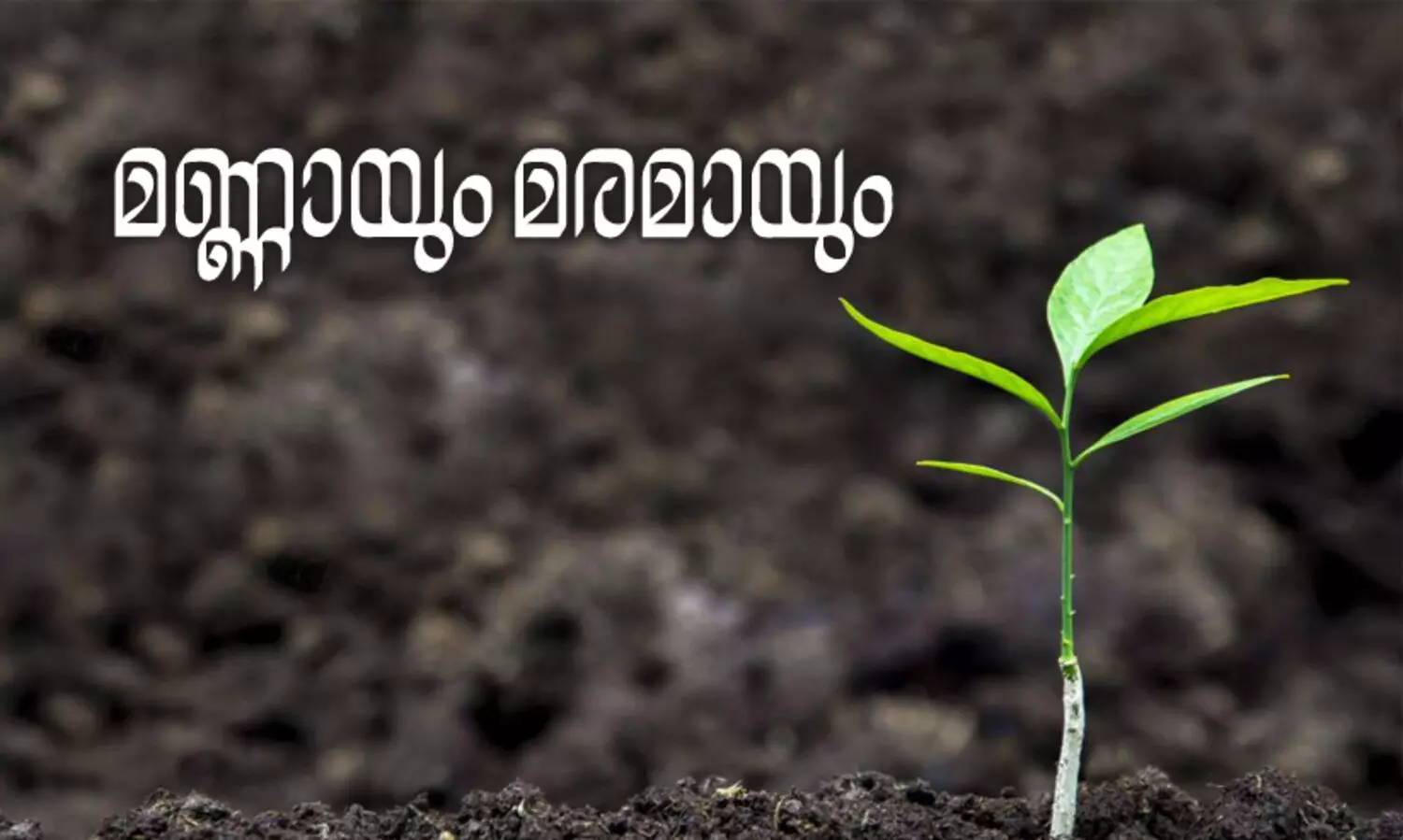 മണ്ണായും മരമായും -കവിത