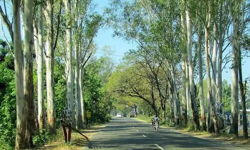 വനം വികസന കോർപറേഷ​െൻറ തടിവിൽപനയിൽ ക്രമക്കേട്​: വില താഴ്​ത്തി വിറ്റത്​ 500 ഹെക്​ടറിലെ യൂക്കാലി