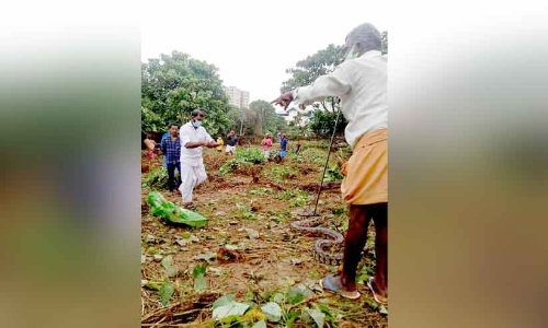 രണ്ട് മാസത്തിനിടെ ആറ് മലമ്പാമ്പ്; പൊറുതിമുട്ടി നാട്ടുകാർ