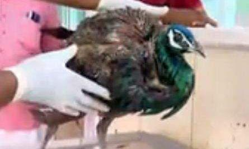 മയിലിനെ അക്രമിച്ച്​ നായ്​ക്കൂട്ടം; ഒടുവിൽ രക്ഷകനായി ഷുക്കൂർ എത്തി