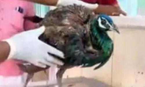 മയിലിനെ അക്രമിച്ച്​ നായ്​ക്കൂട്ടം; ഒടുവിൽ രക്ഷകനായി ഷുക്കൂർ എത്തി