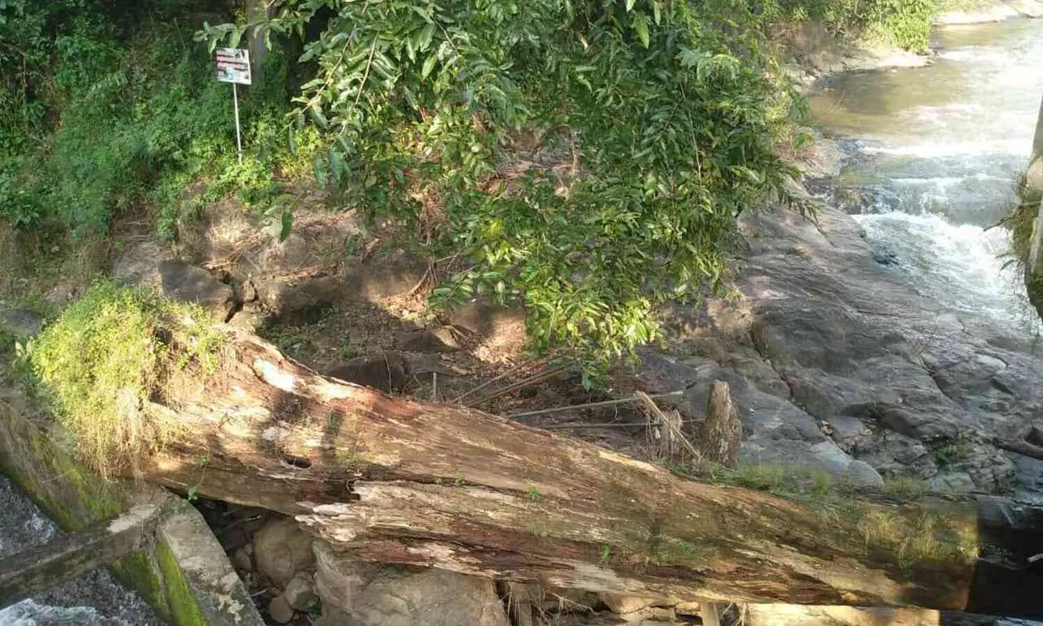 പെരുന്തേനരുവിയിൽ ഒഴുകിയെത്തിയ തടികൾ കടത്തി;അന്വേഷണം തുടങ്ങി
