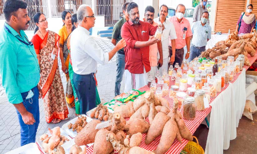 മൂല്യവര്‍ധിത കിഴങ്ങുവിള കേന്ദ്രം അടൂരില്‍ ആരംഭിക്കാന്‍ നടപടി