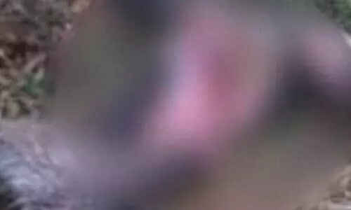 അജ്ഞാത ജീവിയുടെ ആക്രമണം തുടരുന്നു; ഭീതിയിൽ പൊഴുതന