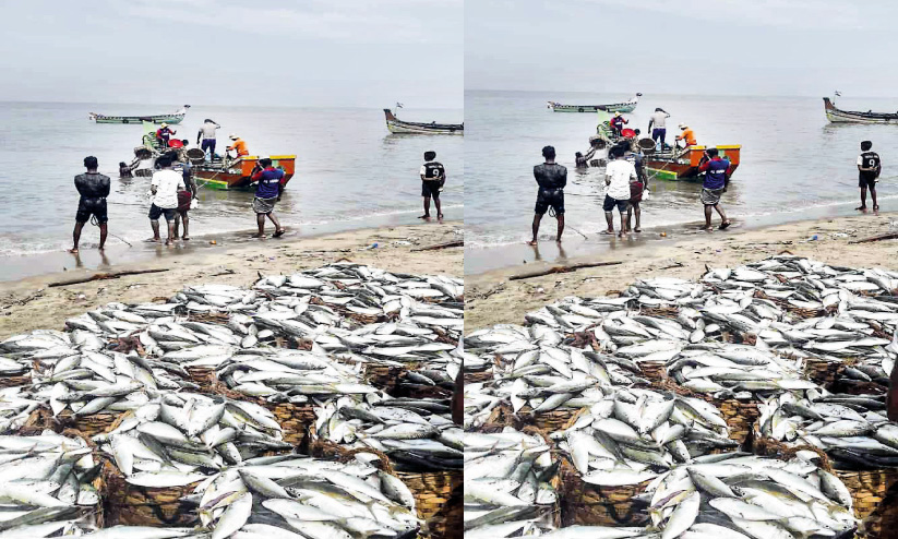 Fisheries Labor Day parappanagadi Fisheries Labor Day parappanagadi