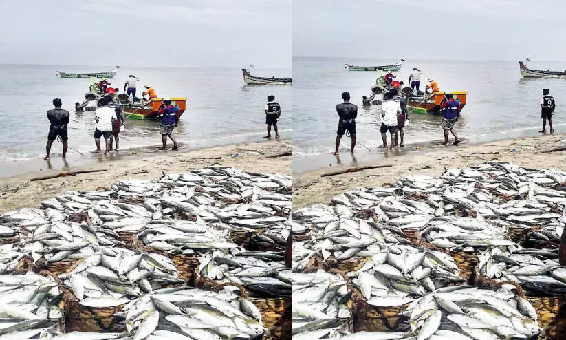 Fisheries Labor Day parappanagadi