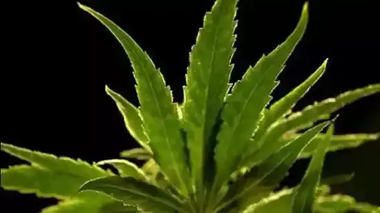 ക്ഷേത്രത്തിനുള്ളിൽ നിന്ന് 41 കിലോ ഗ്രാം കഞ്ചാവ് പിടിച്ചെടുത്തു; ഒരാൾ അറസ്റ്റിൽ ക്ഷേത്രത്തിനുള്ളിൽ നിന്ന് 41 കിലോ ഗ്രാം കഞ്ചാവ് പിടിച്ചെടുത്തു; ഒരാൾ അറസ്റ്റിൽ