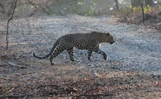 leopard