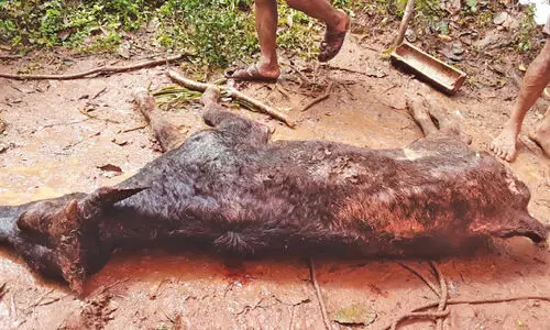 അജ്ഞാത ജീവിയുടെ ആക്രമണം: പശുക്കിടാവ് ചത്തു