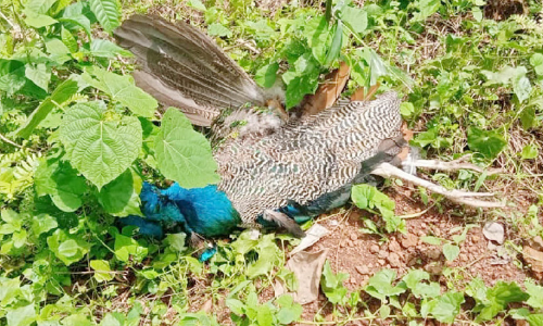 തെരുവുനായ്ക്ക​ളെ ഭയന്ന് ട്രാൻസ്ഫോർമറിന് മുകളിൽ കയറിയ മയിൽ ഷോക്കേറ്റ് ചത്തു