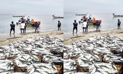 Fisheries Labor Day parappanagadi