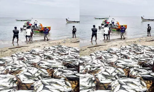 Fisheries Labor Day parappanagadi