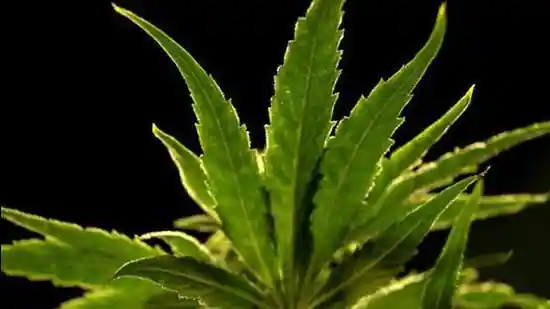 ക്ഷേത്രത്തിനുള്ളിൽ നിന്ന്​ 41 കിലോ ഗ്രാം കഞ്ചാവ്​ പിടിച്ചെടുത്തു; ഒരാൾ അറസ്റ്റിൽ