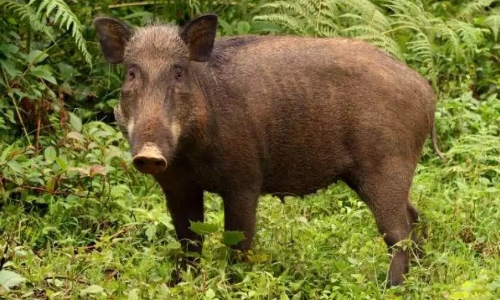 pig