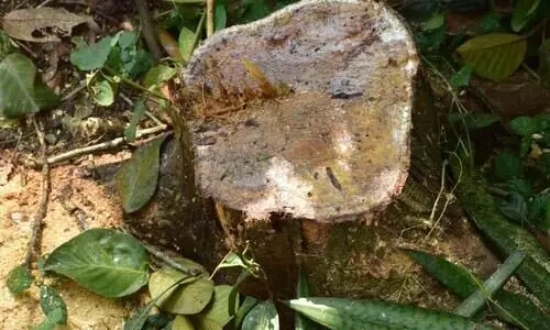 മരങ്ങൾ മുറിച്ചു കടത്തി; പഞ്ചായത്ത് അധികൃതർ പരാതി നൽകി