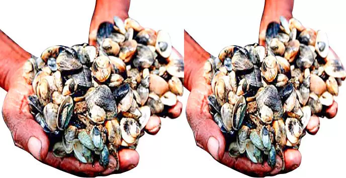 മലിനീകരണം;  കായലില്‍ കക്ക ക്ഷാമം, മ​റ്റ് ഉ​പ​ജീ​വ​ന മാ​ർ​ഗം തേ​ടി തൊ​ഴി​ലാ​ളി​ക​ൾ