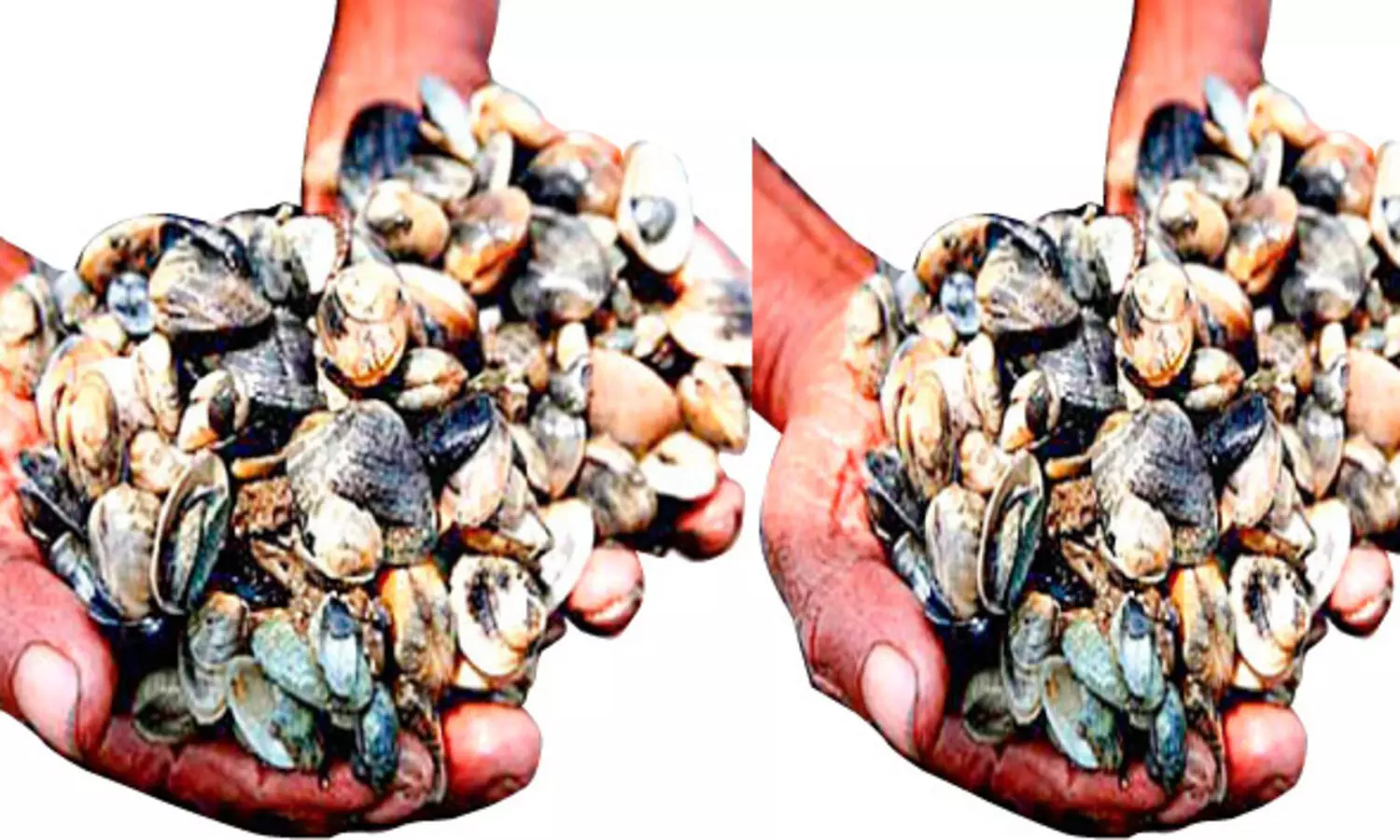 മലിനീകരണം;  കായലില്‍ കക്ക ക്ഷാമം, മ​റ്റ് ഉ​പ​ജീ​വ​ന മാ​ർ​ഗം തേ​ടി തൊ​ഴി​ലാ​ളി​ക​ൾ