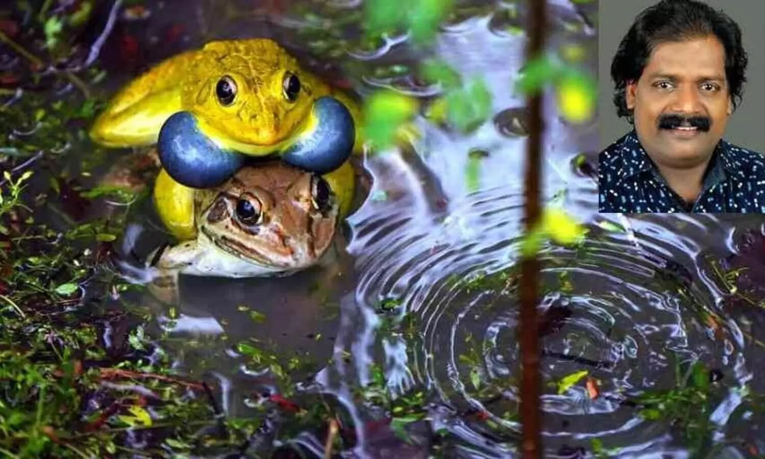സുജിയും കണ്ടു കുട്ടാടൻ പാടത്ത് മഞ്ഞത്തവളയെ, ബഹുമതിയും ലഭിച്ചു