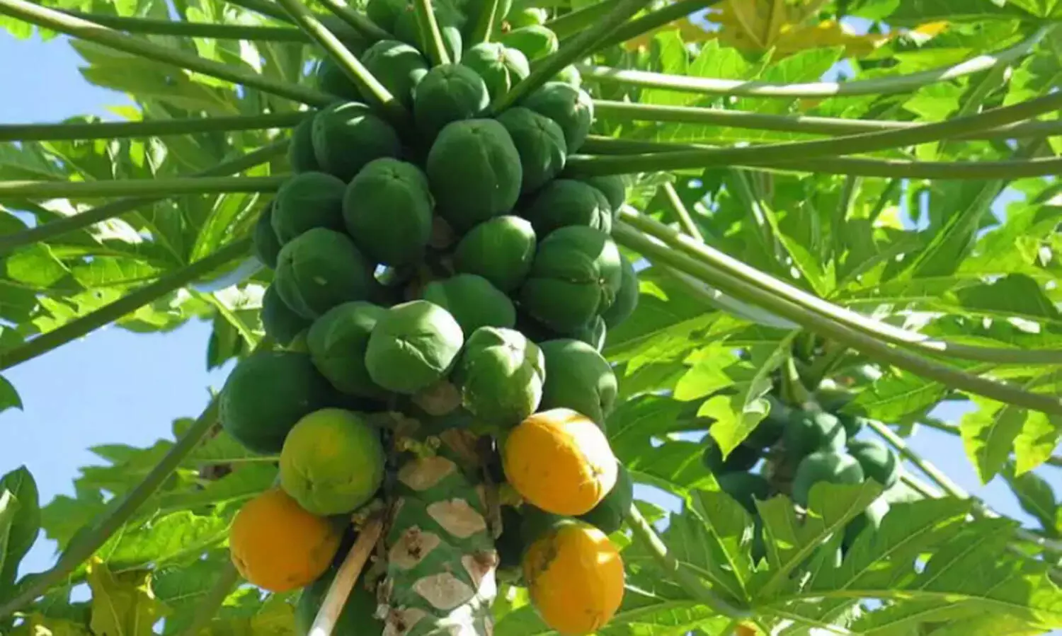 പ​പ്പാ​യ പ​റി​ക്കു​ന്ന​തി​നെ ചൊ​ല്ലി​ തർക്കം: അമ്മായിയമ്മയെ മരുമകൾ വെട്ടി