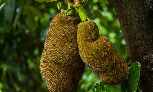 നാടൻ പ്ലാവ്​ സർവേയുമായി ഹരിത കേരളം മിഷൻ